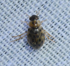 Berosus pantherinus