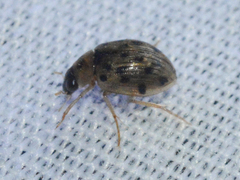 Berosus pantherinus