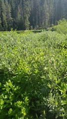 Salix orestera