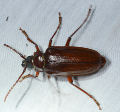 Prionus pocularis