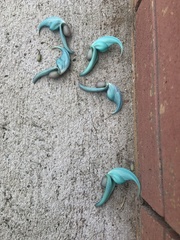 Strongylodon macrobotrys