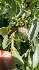 Salix orestera