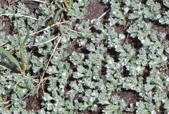 Artemisia glomerata