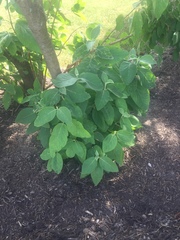 Solanum erianthum