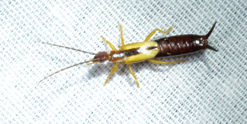Lined Earwig photo 4