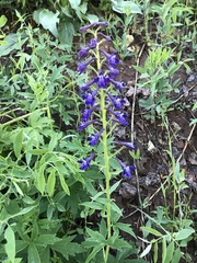 Delphinium barbeyi