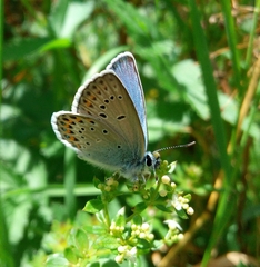 Plebejus idas