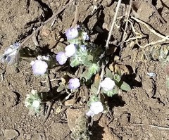 Phacelia curvipes