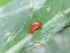 Sphaeroderma testaceum