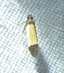 Anacampsis coverdalella