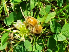 Apis mellifera