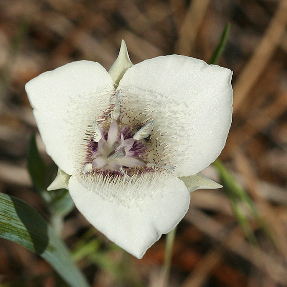 Calochortus elegans var. selwayensis
