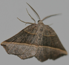 Metanema determinata
