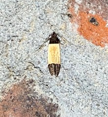 Anacampsis coverdalella