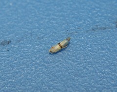 Empoa