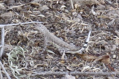 Callisaurus draconoides ventralis