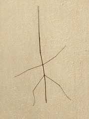 Cladoxerini