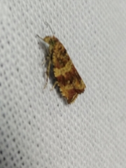 Celypha flavipalpana