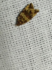 Celypha flavipalpana