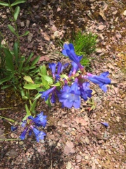 Penstemon albertinus