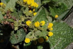 Calceolaria plectranthifolia