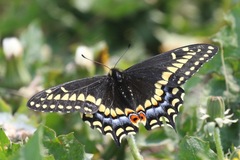 Papilio brevicauda
