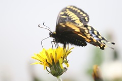 Papilio brevicauda