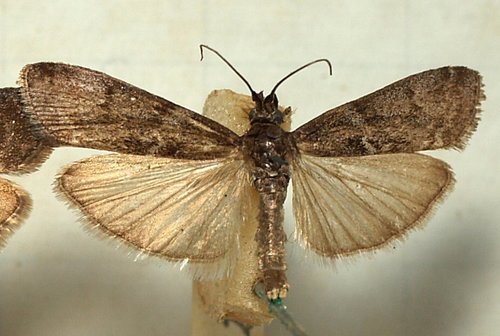 Metriostola betulae