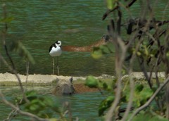 Hydrochoerus hydrochaeris