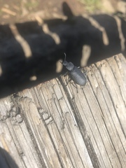 Iphthiminus serratus