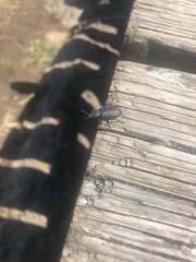 Iphthiminus serratus