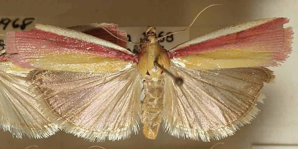 Rosy-striped Knot-horn