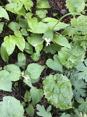 Viola canadensis scopulorum