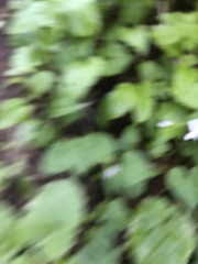 Viola canadensis scopulorum