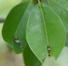 Papilio glaucus