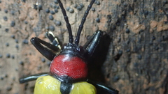 Alurnus grossus
