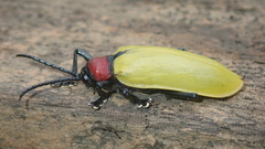 Alurnus grossus