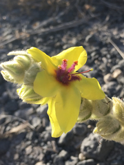 Verbascum jordanicum