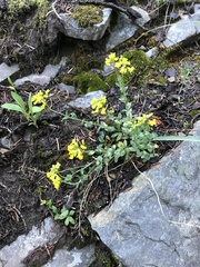 Draba aurea