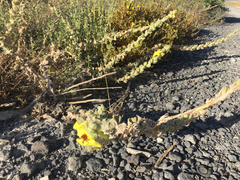 Verbascum jordanicum