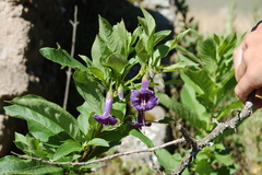 Eriolarynx australis