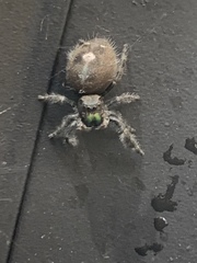 Phidippus audax