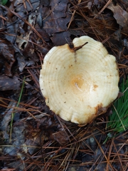 Lactarius maculatipes