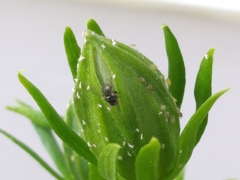 Acalyptratae