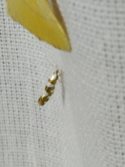 Argyresthia brockeella