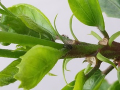 Acalyptratae