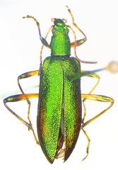 Arthromacra viridissima