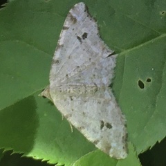 Macaria notata