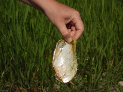 flutedshell