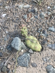 Opuntia fragilis